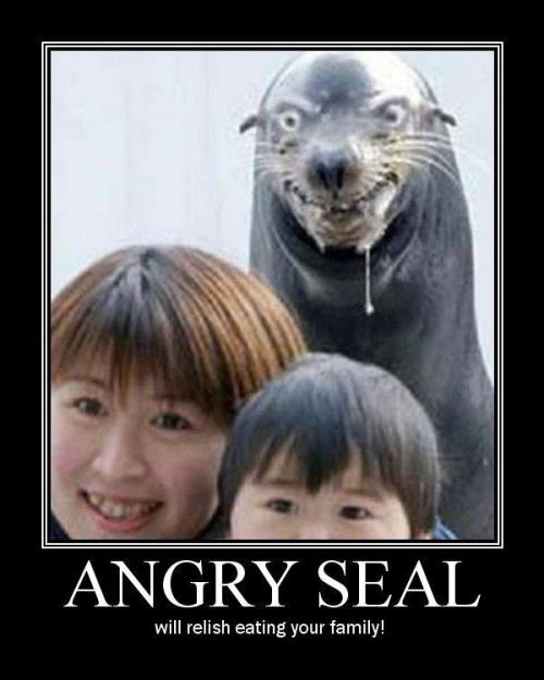 Spamalamadingdong! Angry-seal